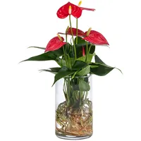 Dehner Waterplant Flamingoblume, im Glas Ø Anthurium Red Champion,