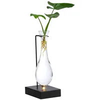 Dehner Waterplant Baumfreund im Glas - Philodendron 'Fun Bun',