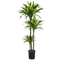 Dehner Drachenbaum - Dracaena 'Lemon Lime', Hydrokultur, Grün, Hellgrün
