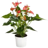 Dehner Flamingoblume - Anthurium andreanum 'Livium', Dunkelgrün, Pink, Rosa