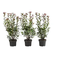 Dehner Purpur-Glanzmispel Carre Rouge, für 1 Meter Hecke, 40-60