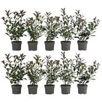 Dehner Purpur-Glanzmispel Carre Rouge, für 2 Meter Hecke, 20-35
