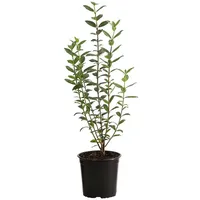 Dehner 1-1,5 Meter Wintergrüner Liguster 'Atrovirens', 5 x ca.