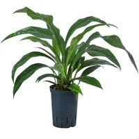 Dehner Blattanthurie - Anthurium ellipticum 'Jungle King', Hydrokultur, Grün