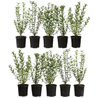 Dehner 2-3 Meter Wintergrüner Liguster Atrovirens, 10 x ca.