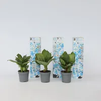 Plant in a Box - Hortensie - 3 Stk