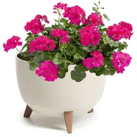 Botle Bonsai Ø 29 x 23 cm Baumwolle