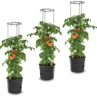 Botle Tomatenpflanze 12 l Ø 30 x 30 cm