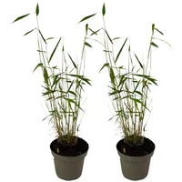 Plant in a Box - Bambus - 2 Stk