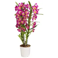 Dehner Traubenorchidee, üppige pinke Blüten, ca. 40-50 cm, Ø
