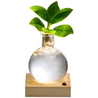Dehner Waterplant Balsamapfel im Kugelglas, - Clusia rosea Princess,