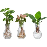 Dehner Waterplant Set, Wasserpflanzen in Vasen, 3-teilig, je 1x