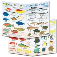 Sub-Base Fischfaltblatt Karibik