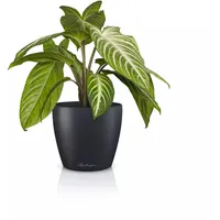 LECHUZA Pflanzgefäß Classico Color Ø 15 cm x 13,5