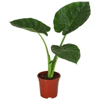 Dehner Pfeilblatt - Alocasia macrorrhiza, Grün