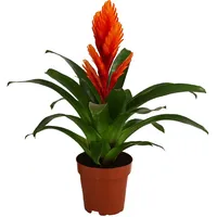 Dehner Vriesea Ø Bromelia cultivars, Intenso Orange,