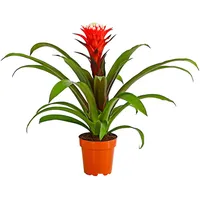 Dehner Guzmanie - Guzmania cultivars 'Deseo', Rot, Weiß