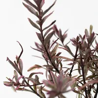 Plant in a Box - Hebe pinguifolia - Höhe