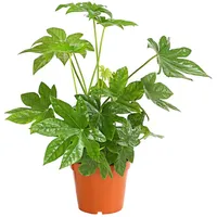 Dehner Zimmeraralie, Ø Fatsia japonica, Grün