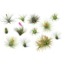 Plant in a Box - Tillandsien Luftpflanzen - 12