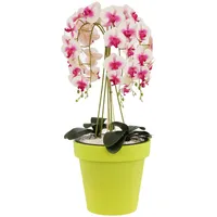 Botle Lime Ø 40 x 36,1 cm Matt