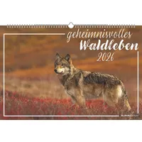 Neumann Geheimnisvolles Waldleben 2026 - Bildkalender 49,5x33 cm -