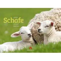 Ackermann Schafe Kalender 2026