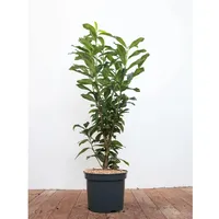 Pflanzen Für Dich Prunus laurocerasus 'Genolia', Kirschlorbeer, immergrün, 80–100