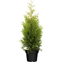 Pflanzen-für-dich.de Thuja occidentalis 'Brabant' Lebensbaum, immergrün, 80-100 cm