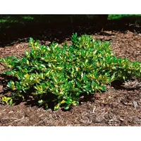 Pflanzen Für Dich Euonymus fortunei Sunspot Kriechspindel, ca. 9x9