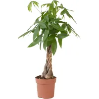 Plant in a Box - Glückskastanie - Pachira aquatica