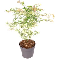 Plant in a Box - Japanischer Ahorn - Acer