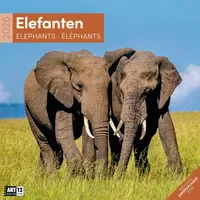 Ackermann Elefanten Broschürenkalender 2026 - 30x30 - Art12 |