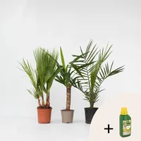 Plant in a Box - Zimmerpalmen-Mix - 3 Stk