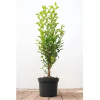 Pflanzen Für Dich Ligustrum ovalifolium, immergrün, 40–60 cm