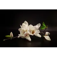 Papermoon Fototapete PAPERMOON "Photo-Art TONY08, MAGNOLIE", bunt, B:3,5m L:2,6m,