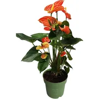 Plant in a Box - Flamingoblume - Anthurium 'Madural
