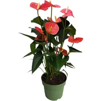 Plant in a Box - Flamingoblume - Anthurium 'Maine
