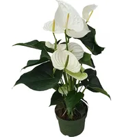 Plant in a Box - Flamingoblume - Anthurium 'Alaska