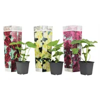 Plant in a Box - Stockrose - 3 Stk