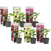 Plant in a Box - Stockrose - 6 Stk