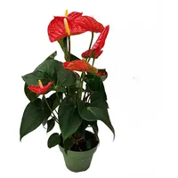 Plant in a Box - Flamingoblume - Anthurium 'Madural