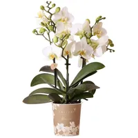 Kolibri Orchids Weiße Phalaenopsis Orchidee Lausanne Topfgröße 9cm