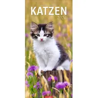 Weingarten Katzen Kalender 2026