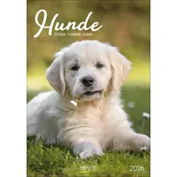 Korsch Verlag Hunde 2026: Wandkalender mit Fotos von Hunden.