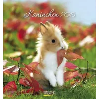 Korsch Verlag Kaninchen 2016: aufstellbarer Postkartenkalender