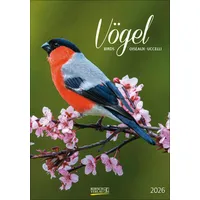 Korsch Verlag Vögel 2026: Wandkalender mit Fotos von heimischen