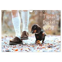 Calvendo Typisch Dackel 2026 (Wandkalender 2026 DIN A4 quer),