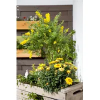 Pflanzen Für Dich Cytisus nigricans 'Cyni', Schwarzginster, gelb, 40–60