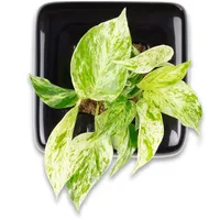 Flowerbox Box 1 - schwarz - 16x16 cm